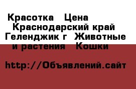 Красотка › Цена ­ 5 000 - Краснодарский край, Геленджик г. Животные и растения » Кошки   